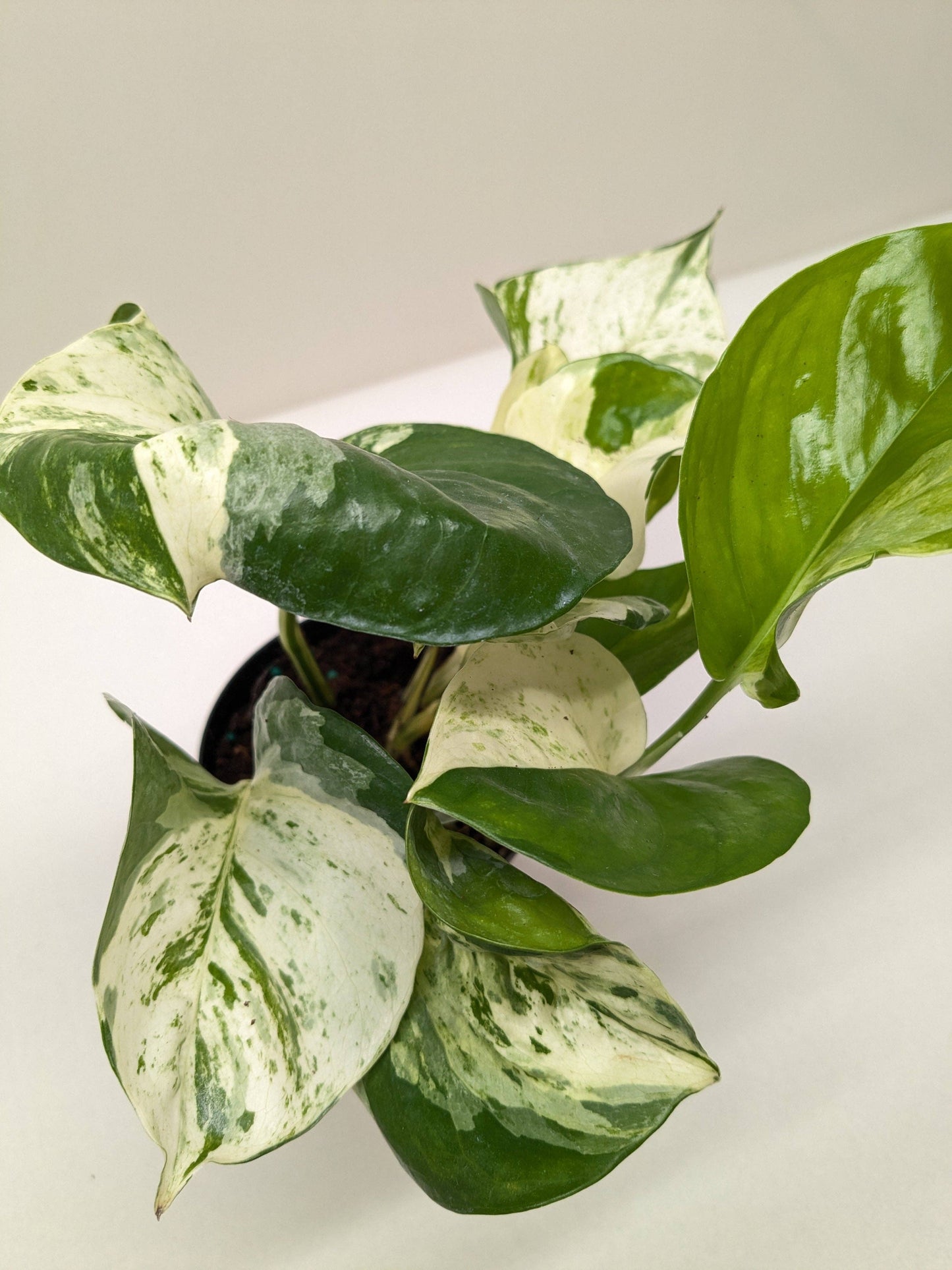 Pothos Manjula