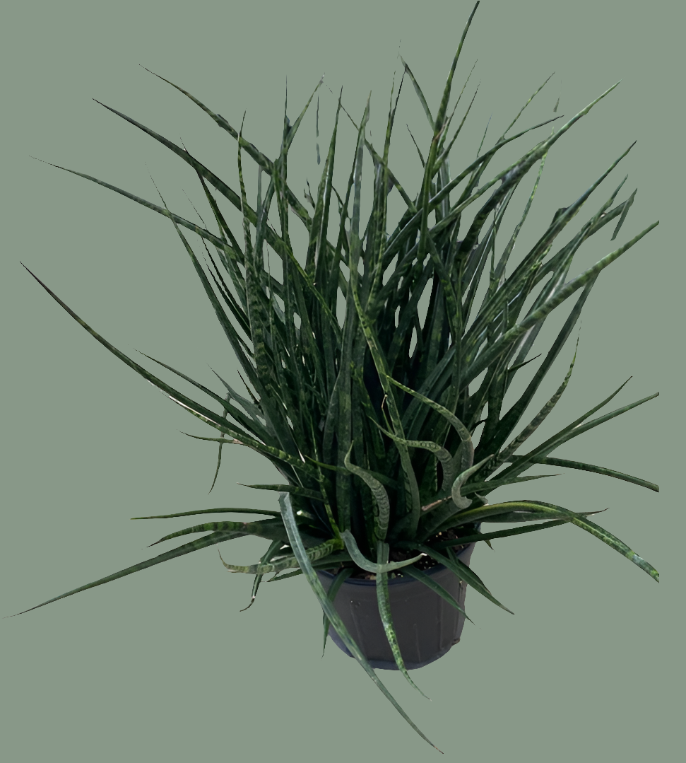 Sansevieria Fernwood, 6" pot