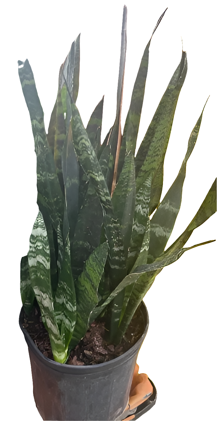 Sansevieria Black Coral 5 PPP, 10" pot