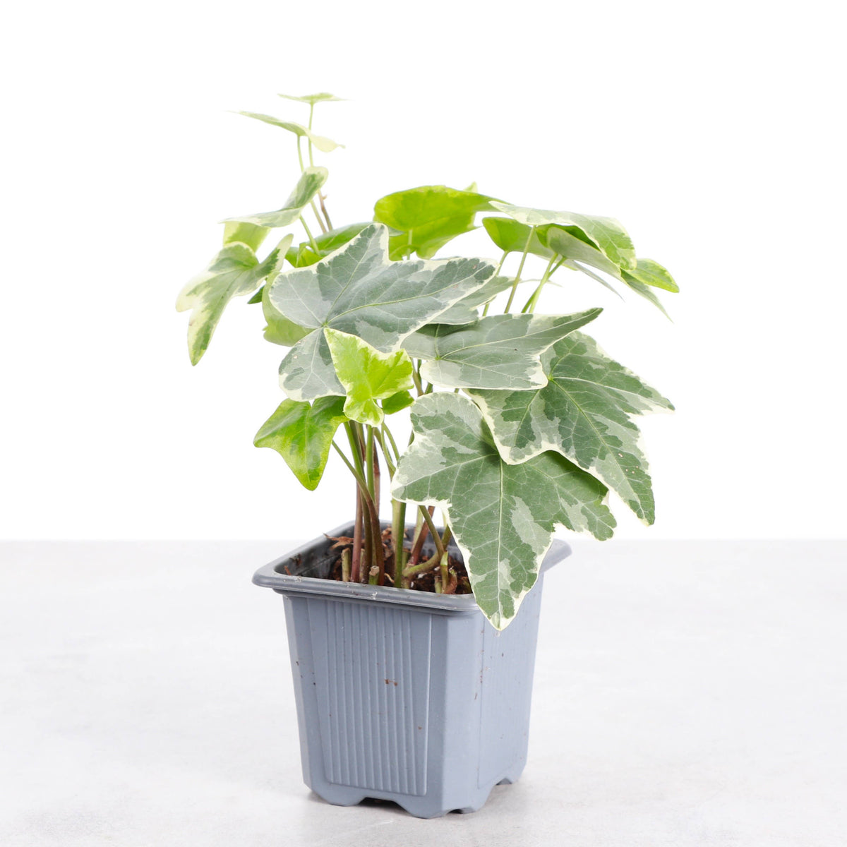 Variegated English Ivy - Live Plant