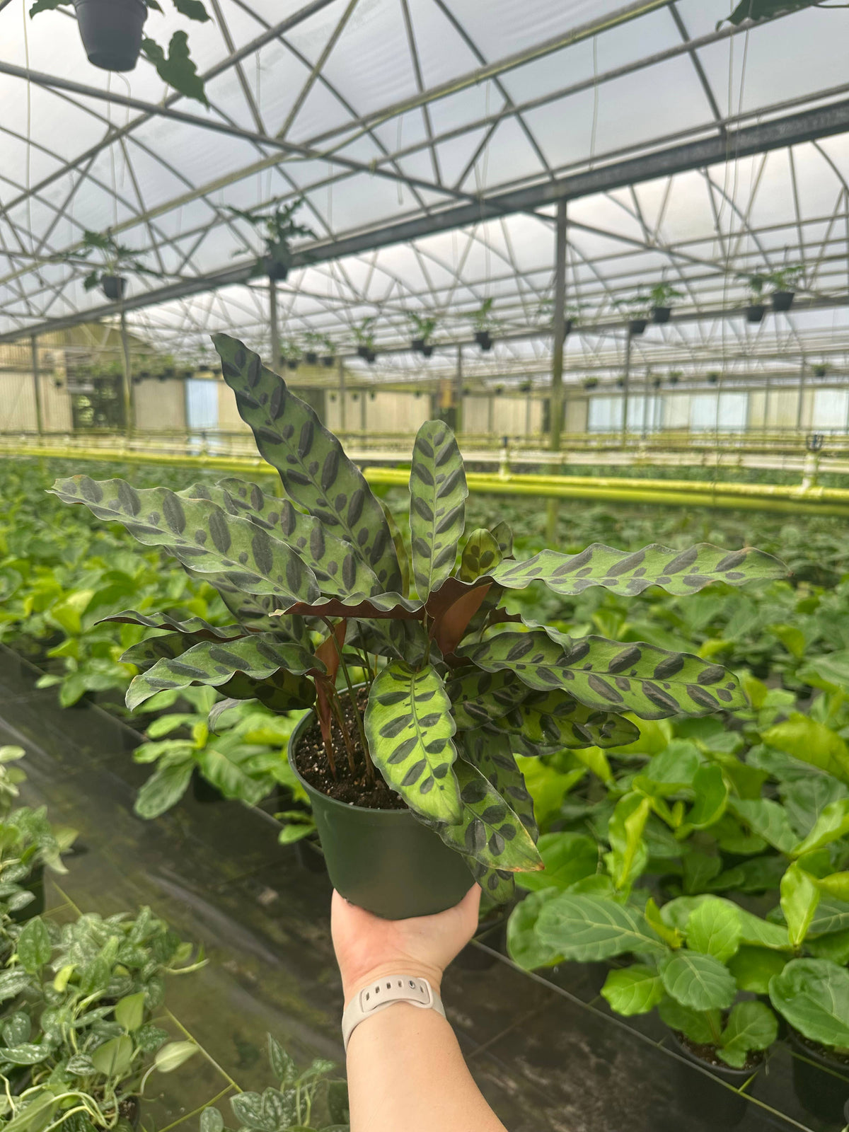 CALATHEA Rattlesnake Live Plant 6in