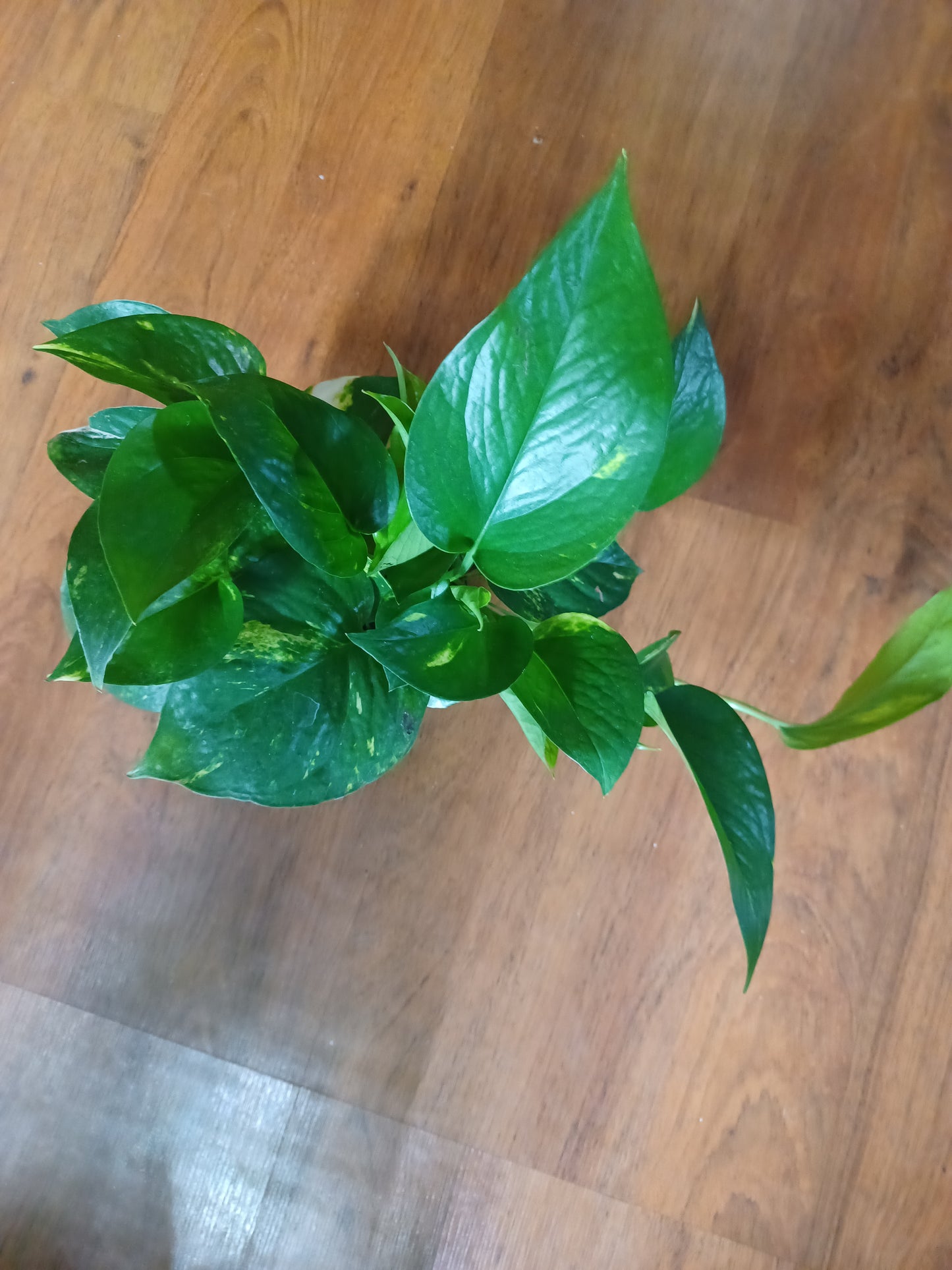 Golden Pothos, 6” pot