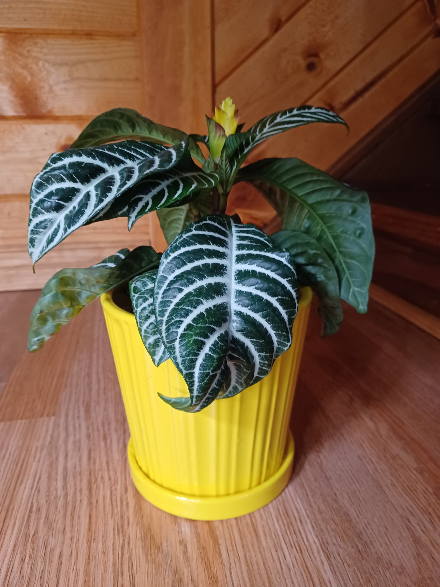 6" Aphelandra Zebra
