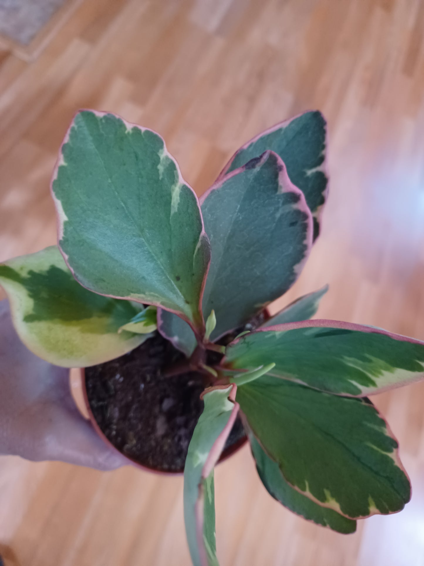 Peperomia Tricolor "Ginny", 4" pot