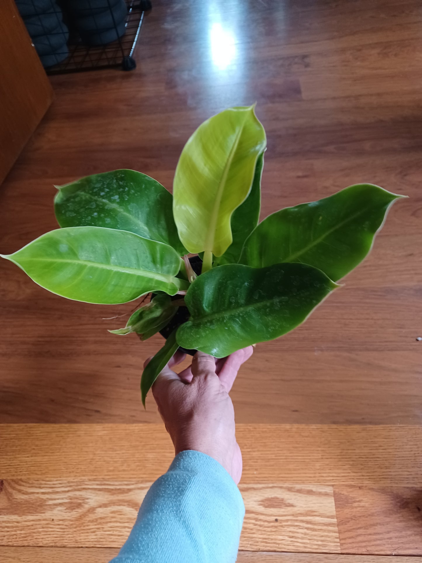 Philodendron Moonlight 5" pot