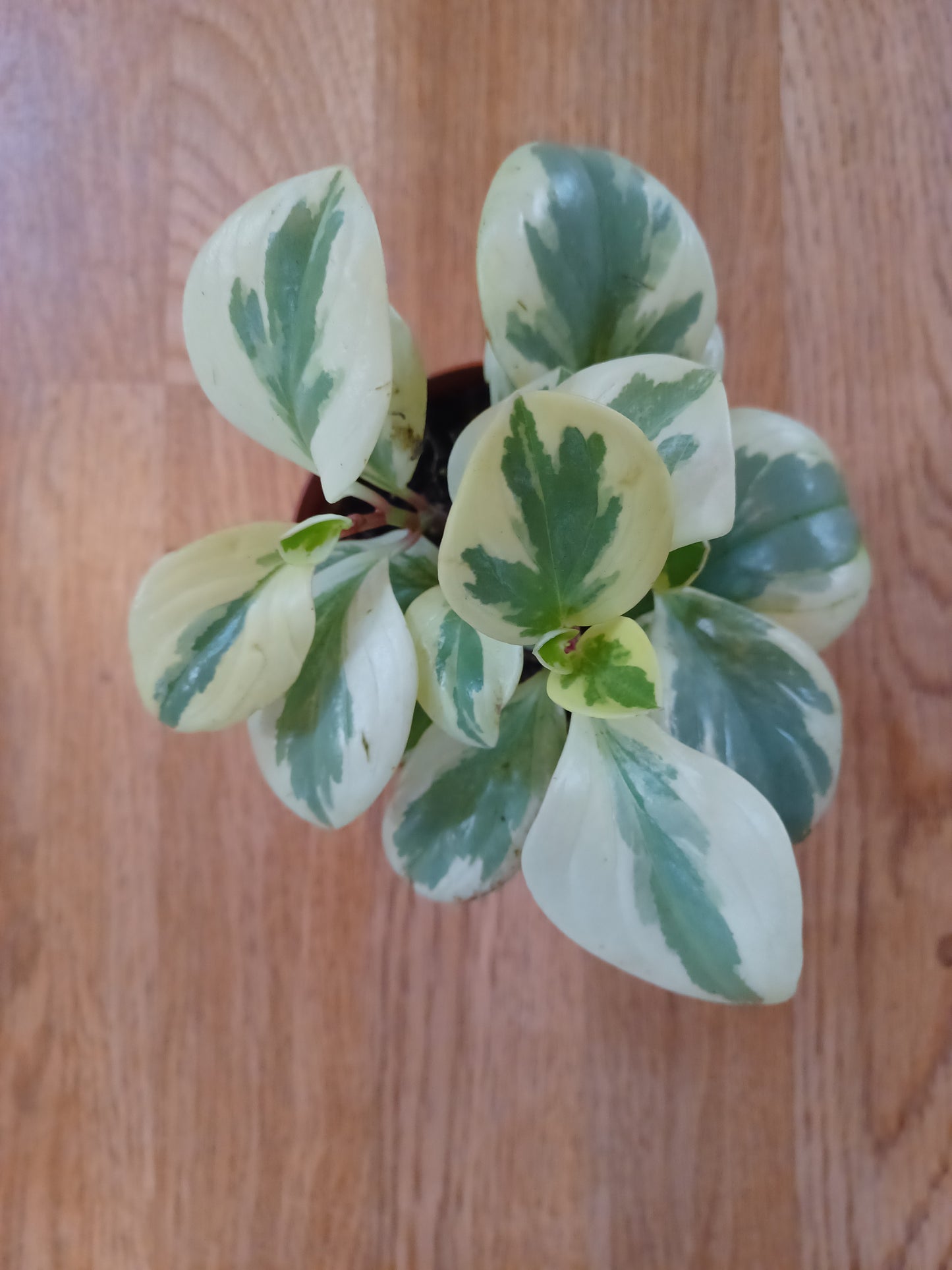 Peperomia Obtusifolia variegated, 4" pot
