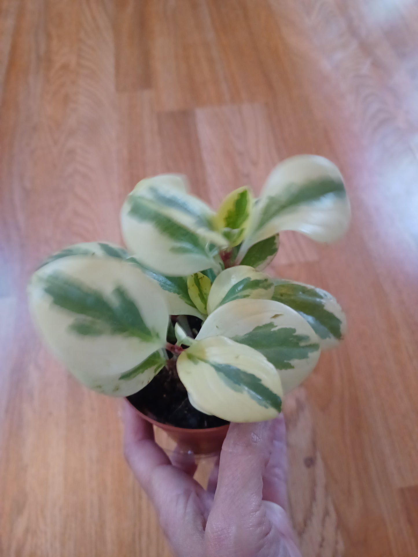 Peperomia Obtusifolia variegated, 4" pot