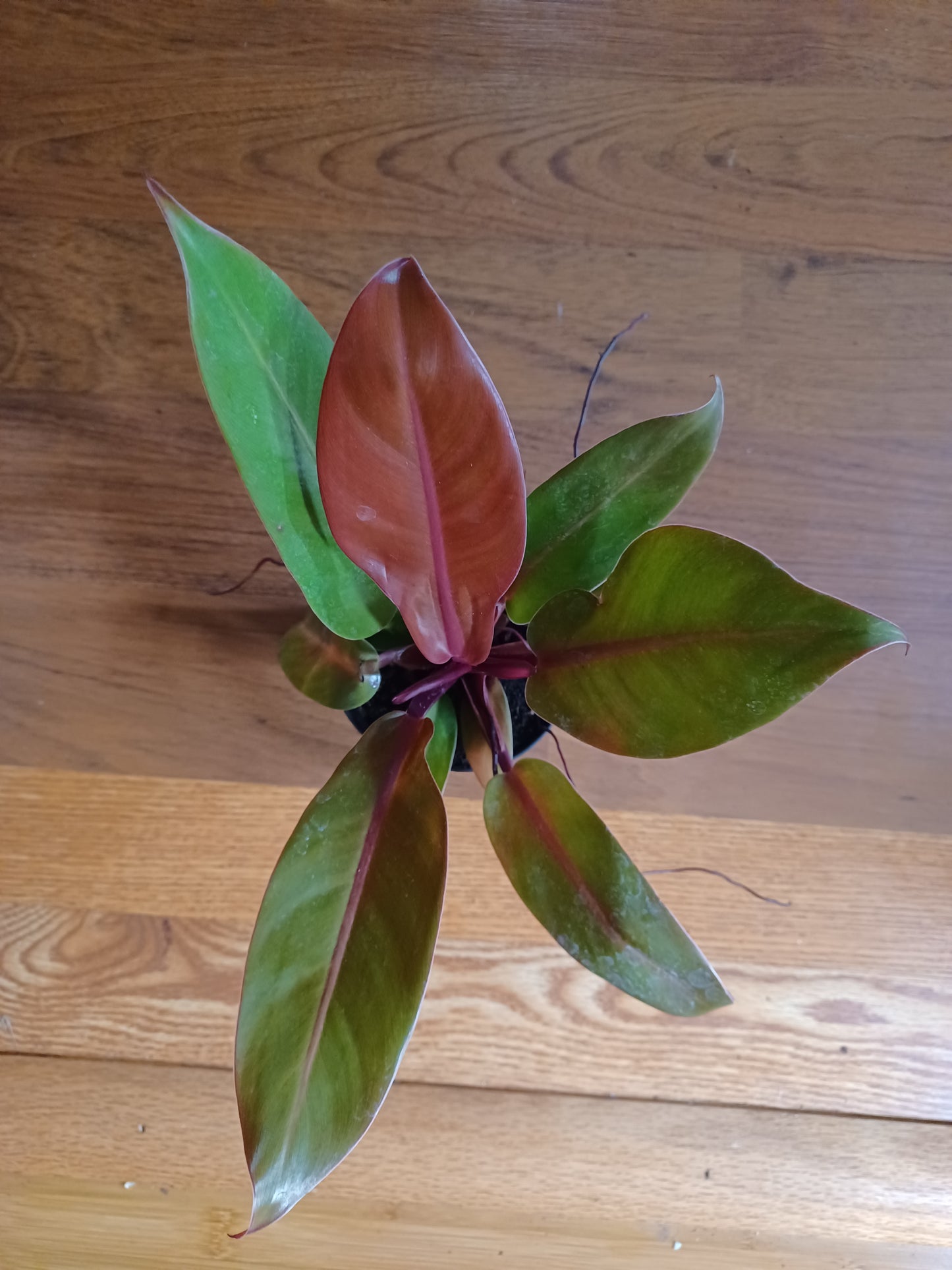 Philodendron Prince of Orange, 5" pot