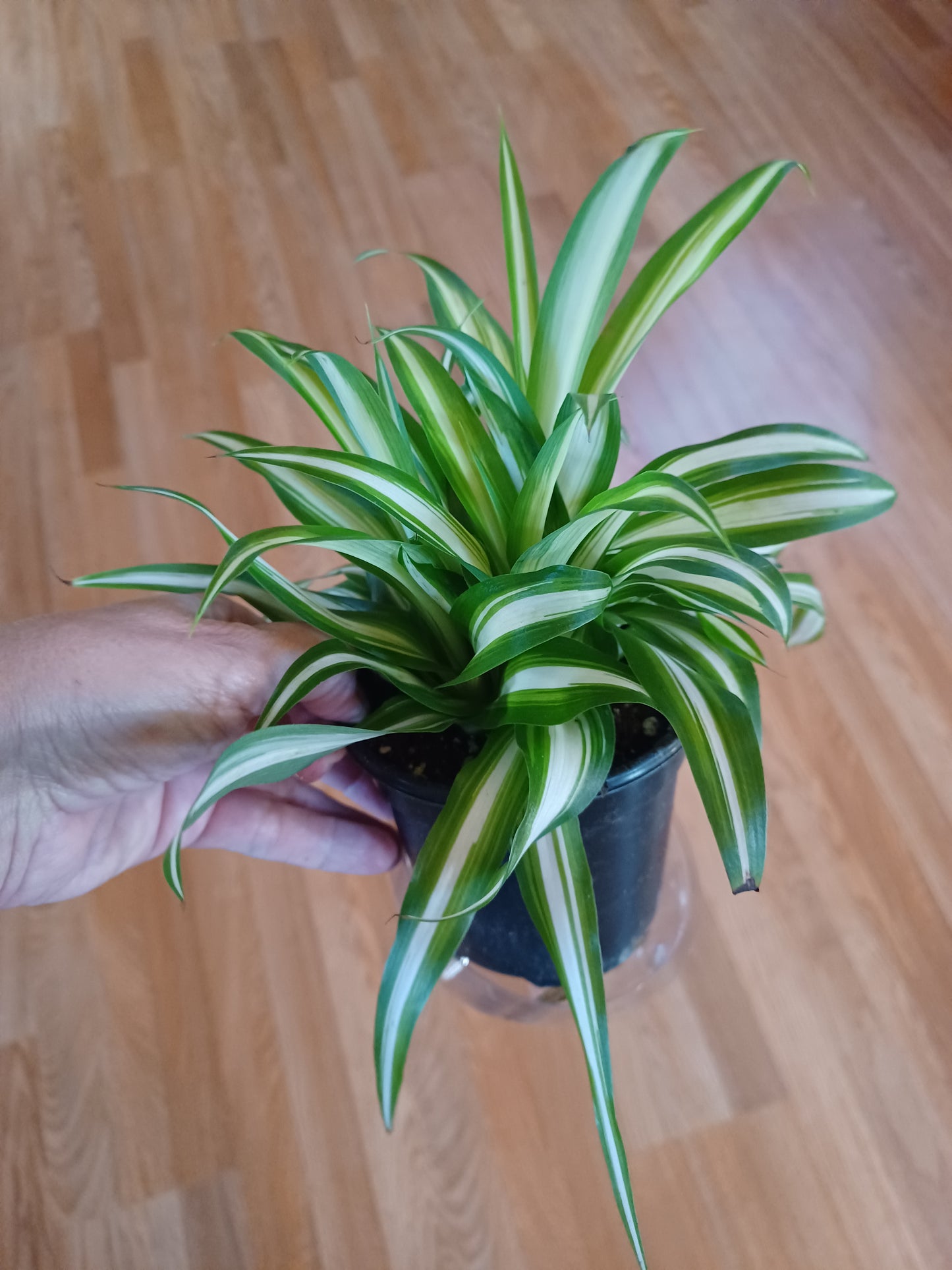 Variegated spider plant, 5" pot
