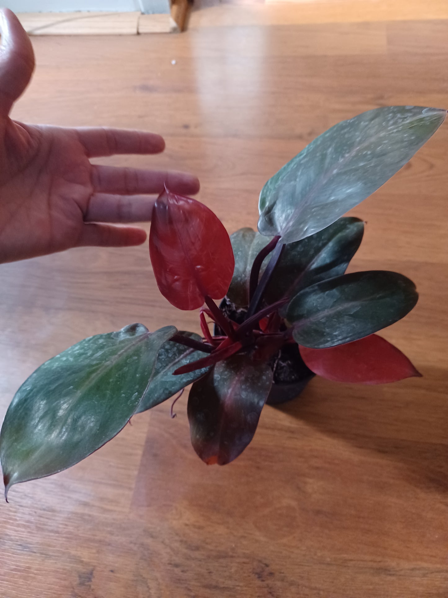 Philodendron Sun Red, 5" pot