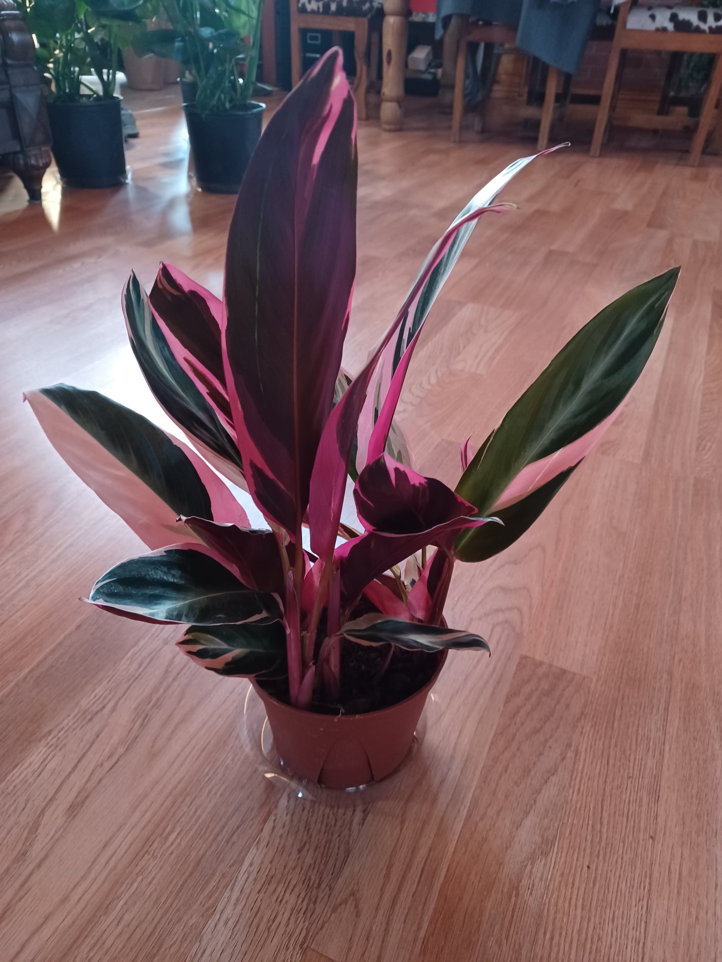 Stromanthe Triostar, 6" Pot