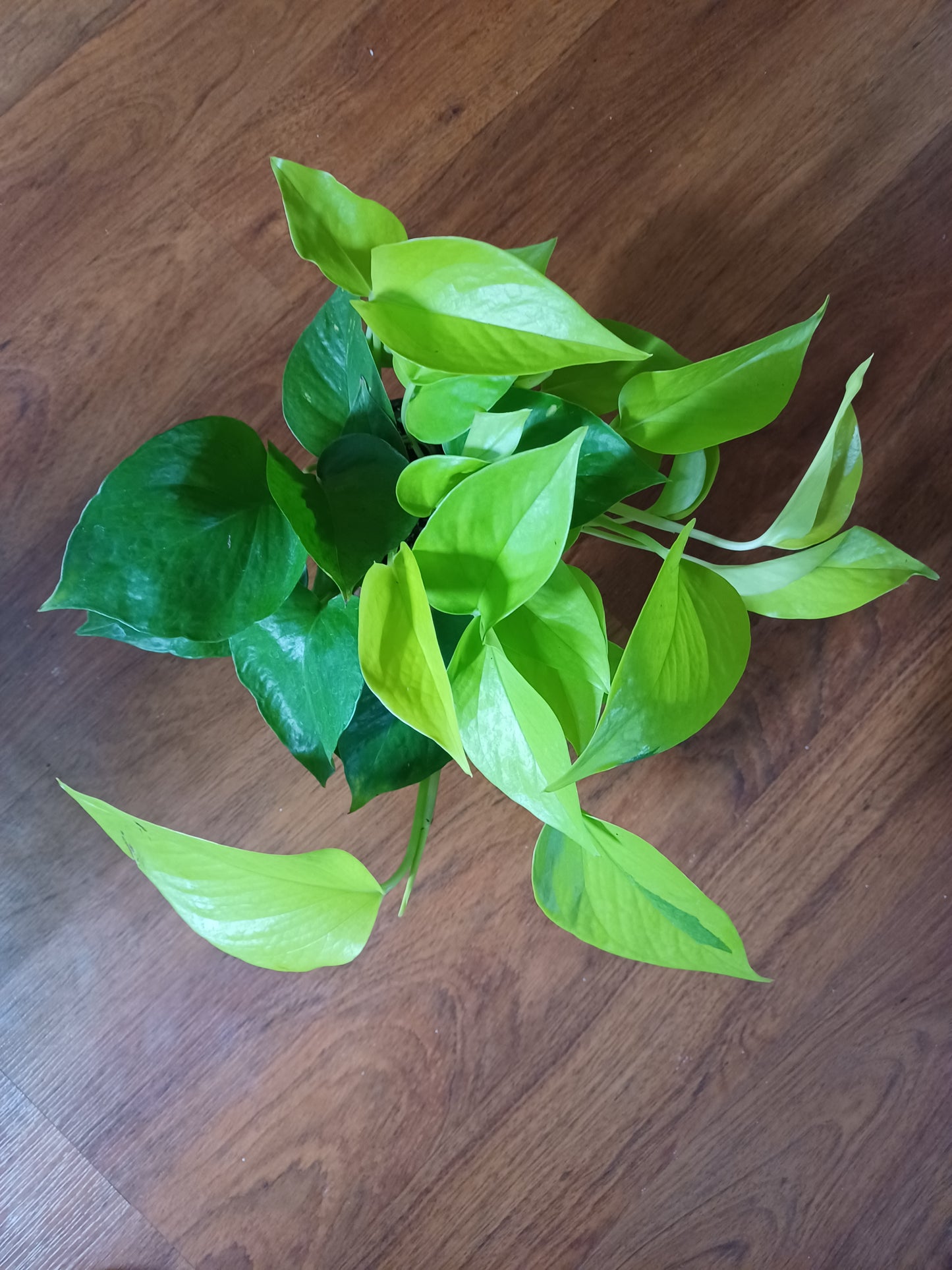 Lemon lime Pothos, 6" pot