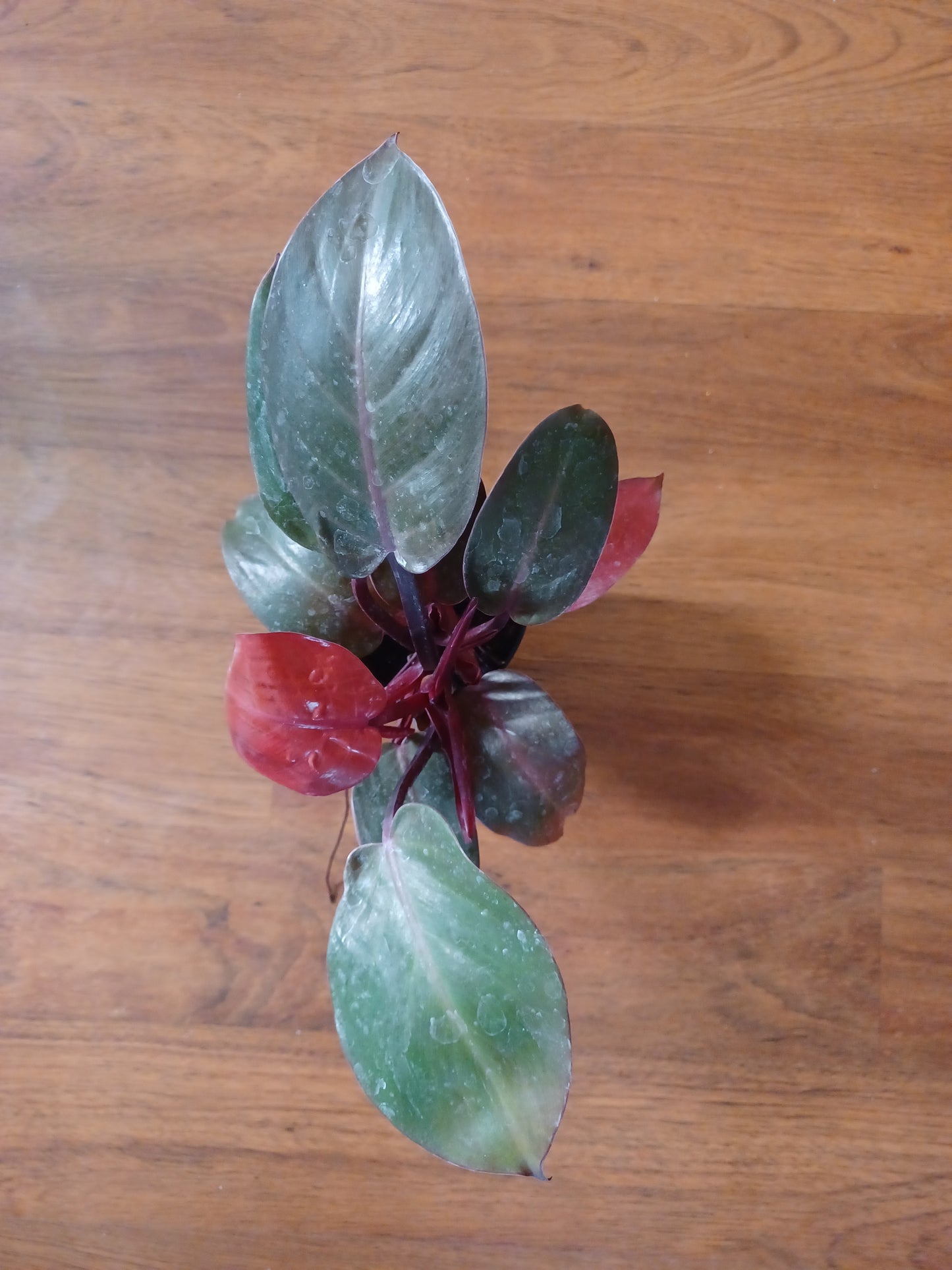 Philodendron Sun Red, 5" pot