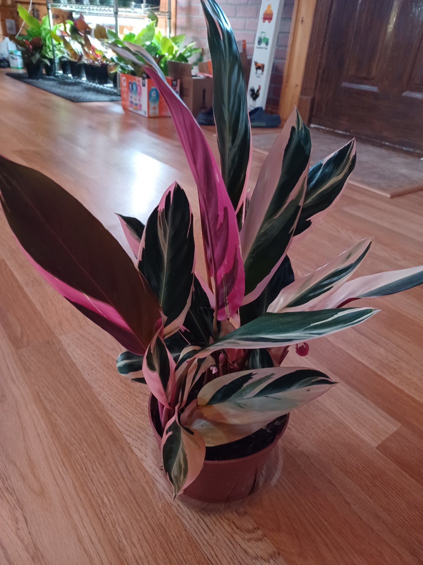 Stromanthe Triostar, 6" Pot