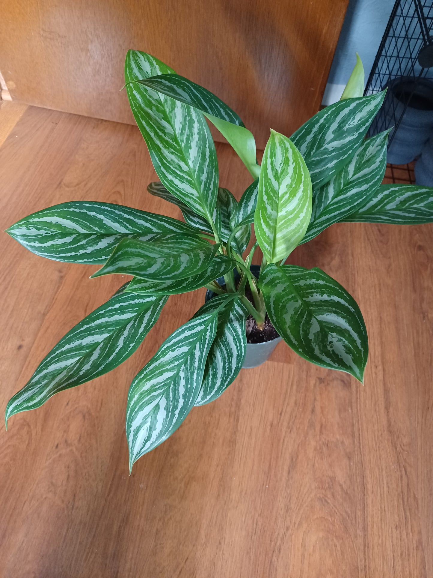 Aglaonema Nitidum, 6" pot