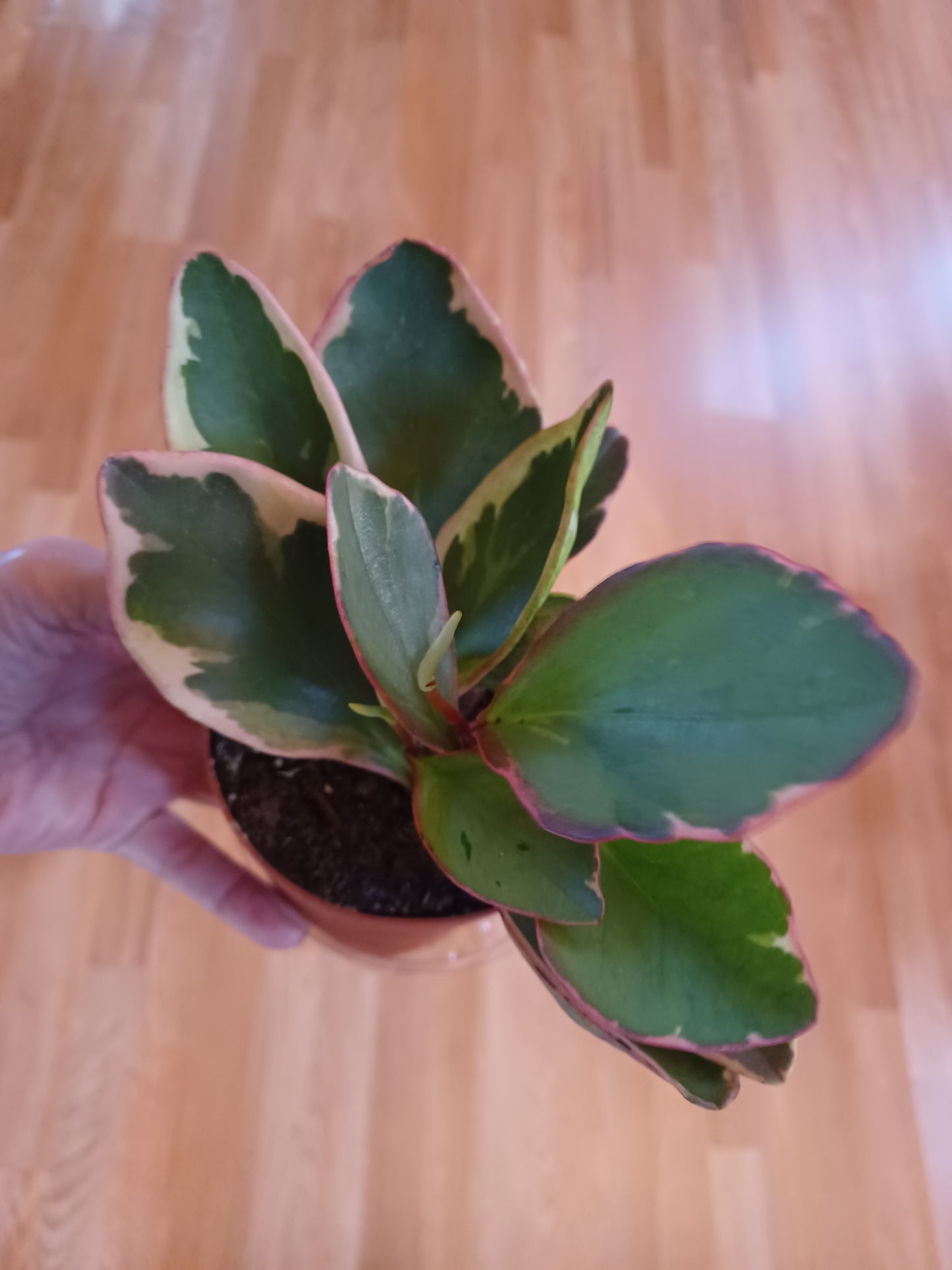 Peperomia Tricolor "Ginny", 4" pot
