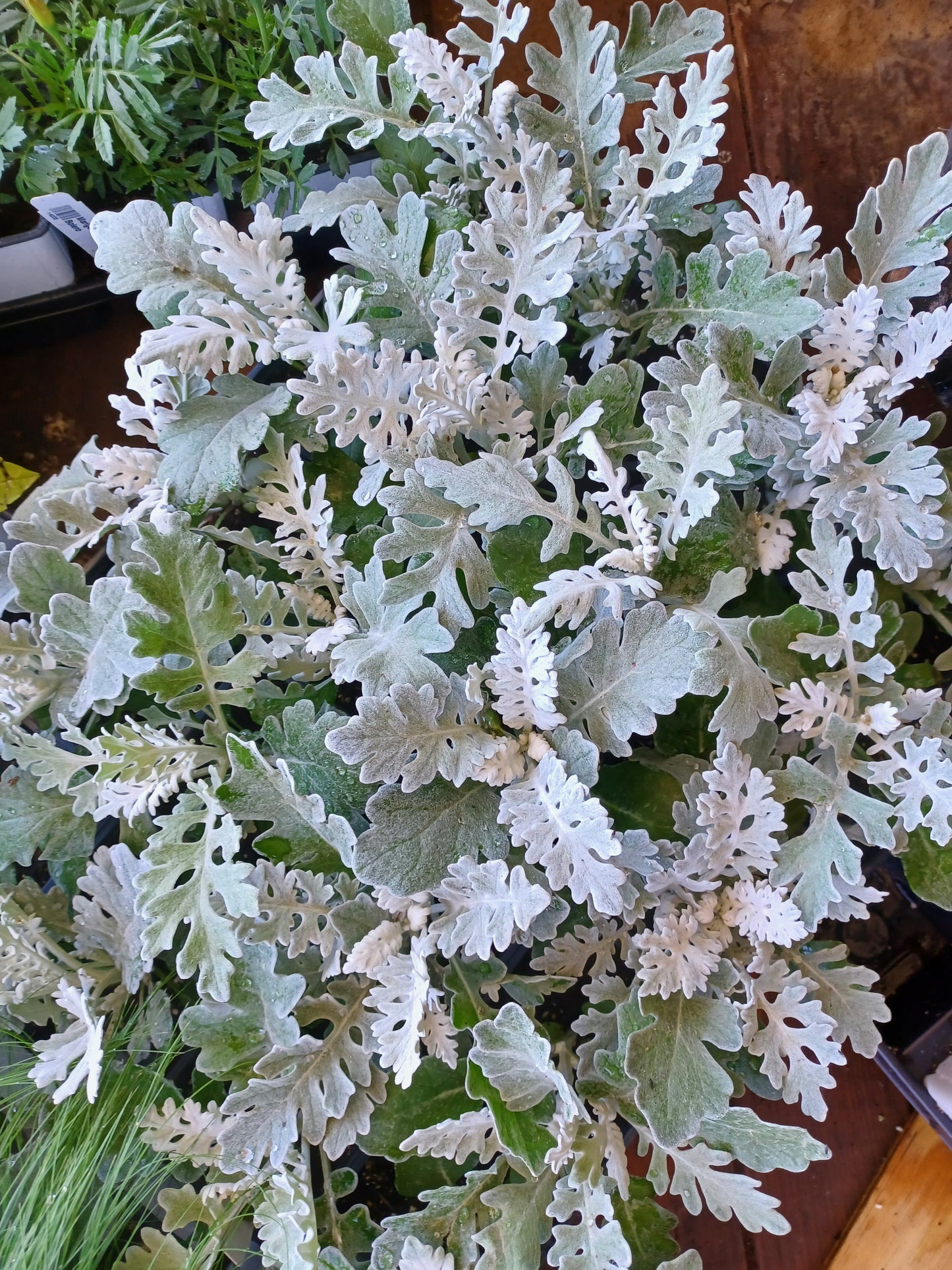 Dusty Miller Silver Dust 4" pot groundcover