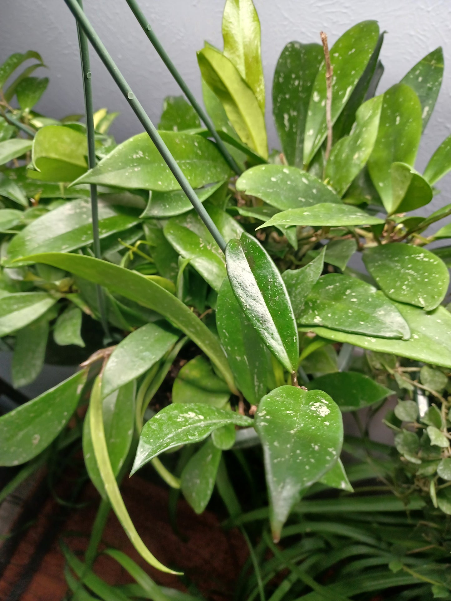 Hoya Pubicalyx, 8" Hanging Basket