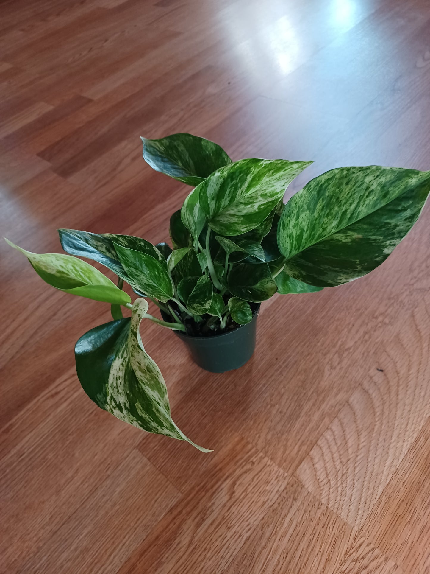 Marble Queen Pothos, 5"