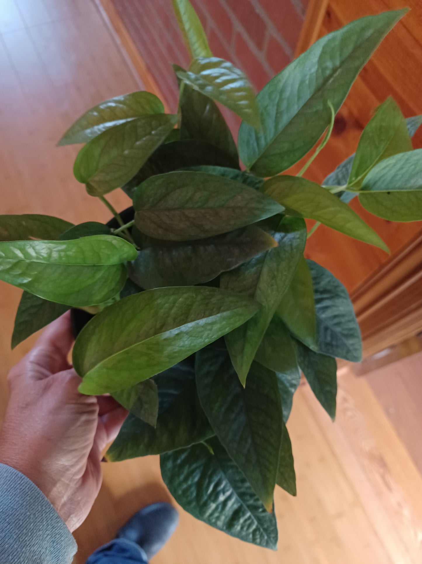 Epipremnum Pinnatum Cebu Blue (Cebu Blue Pothos), 6" pot with Moss Pole