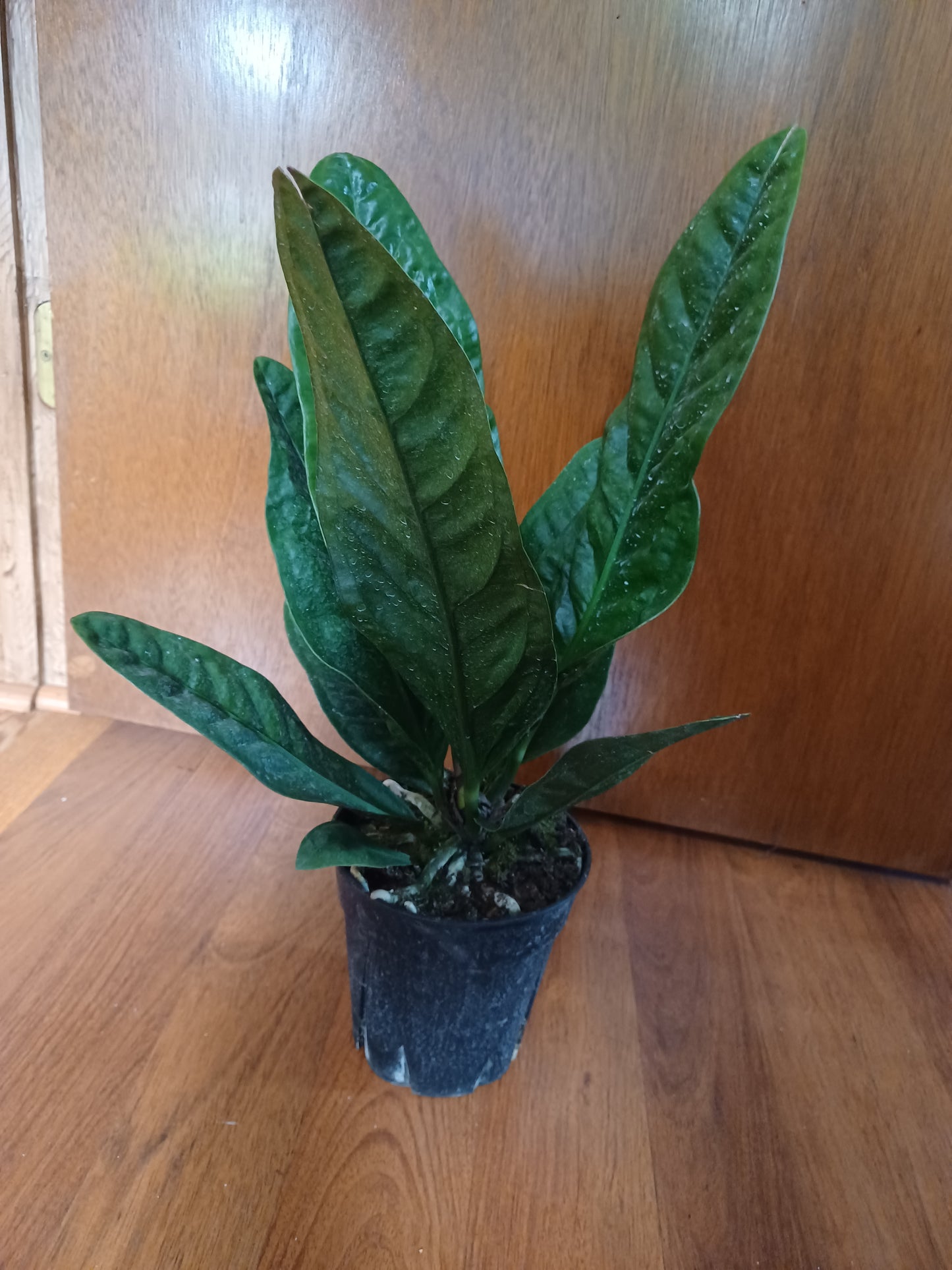 Anthurium Superbum (aka Bird's Nest Anthurium), decorative pot