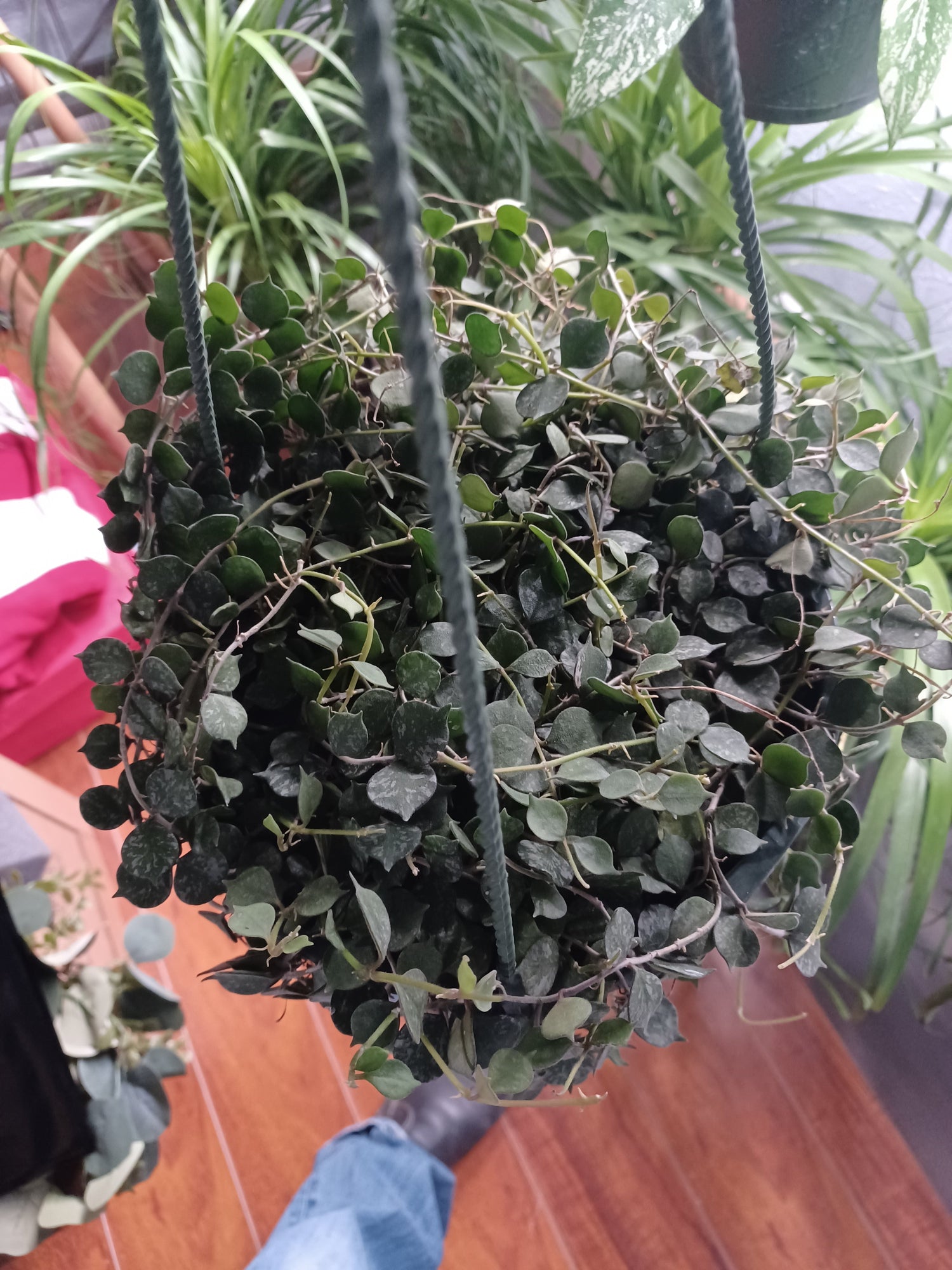 Hoya