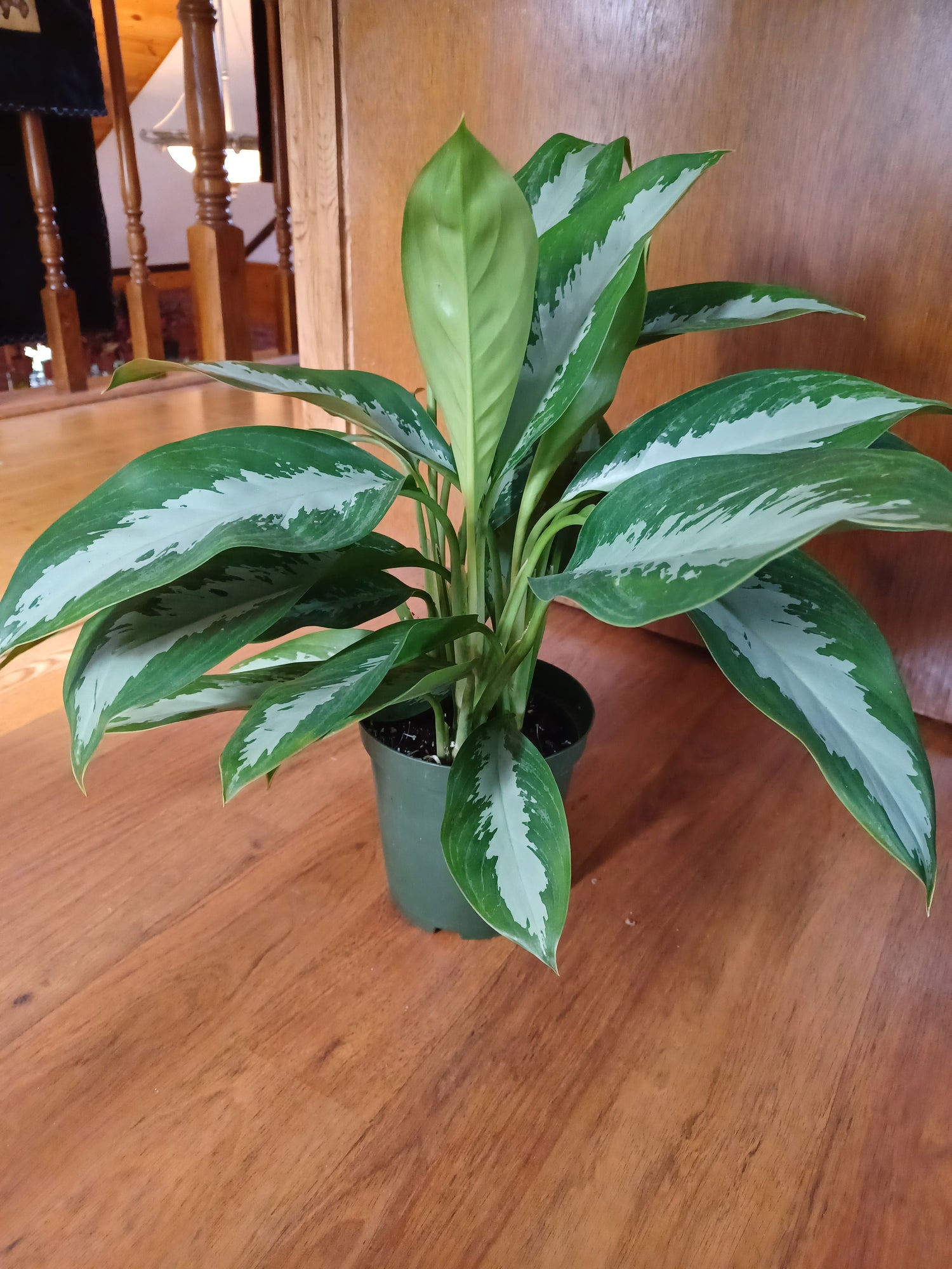 Aglaonema