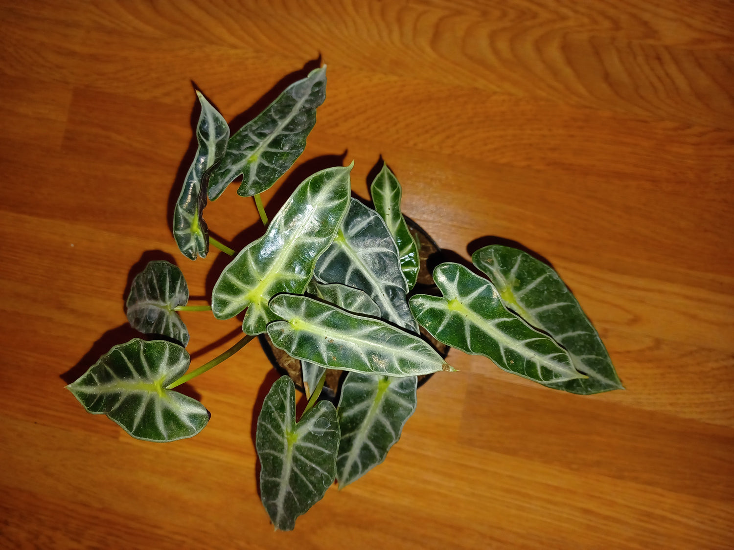Alocasia