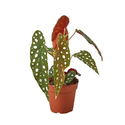 Begonia