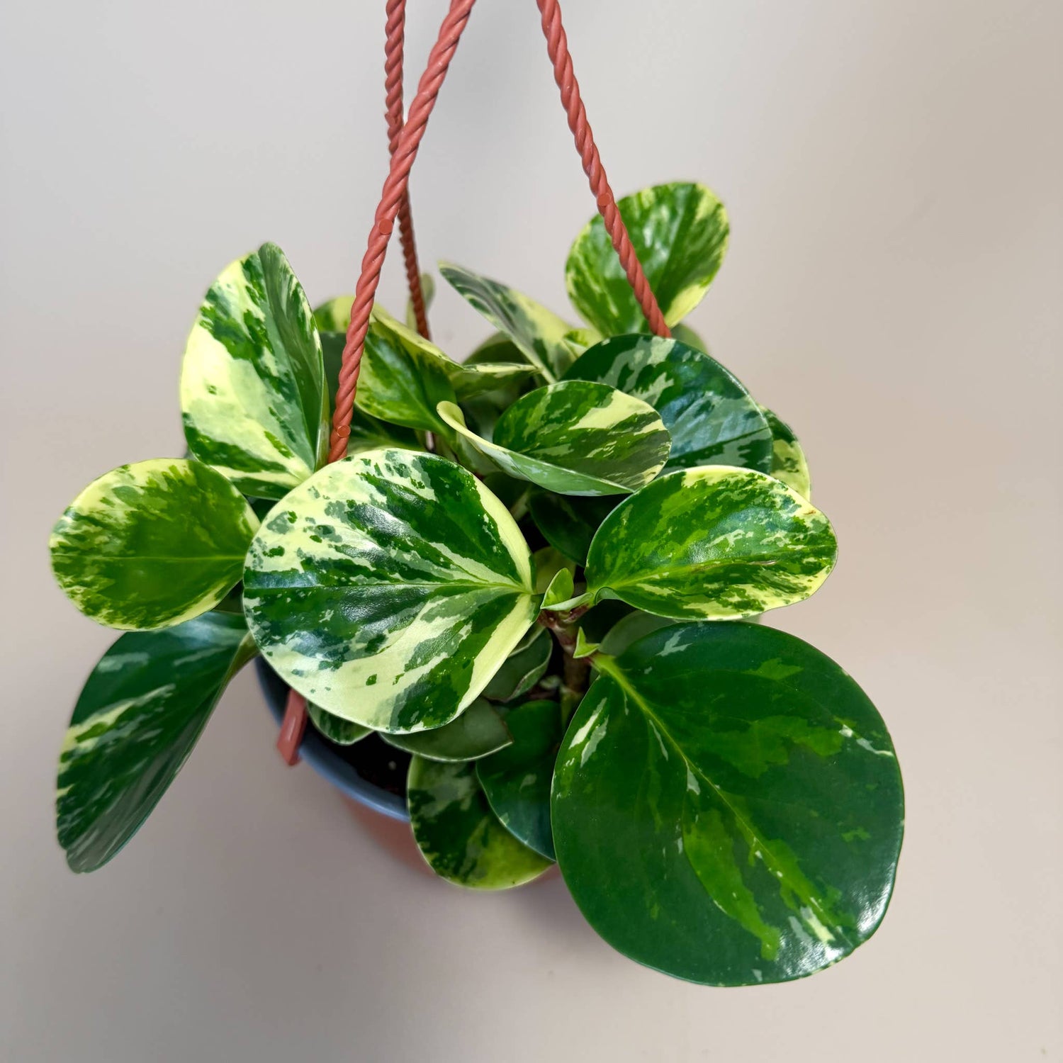 Variegated Plants