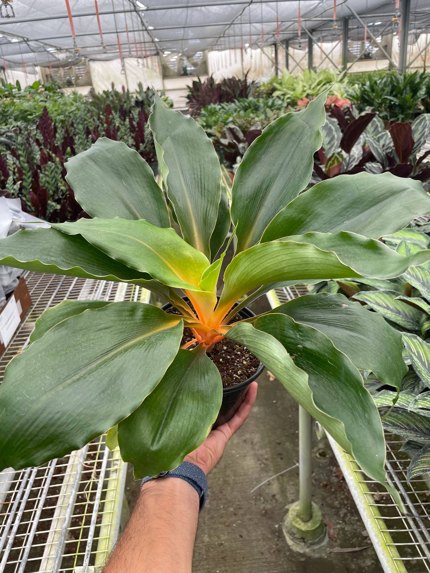 Pet-friendly Plants
