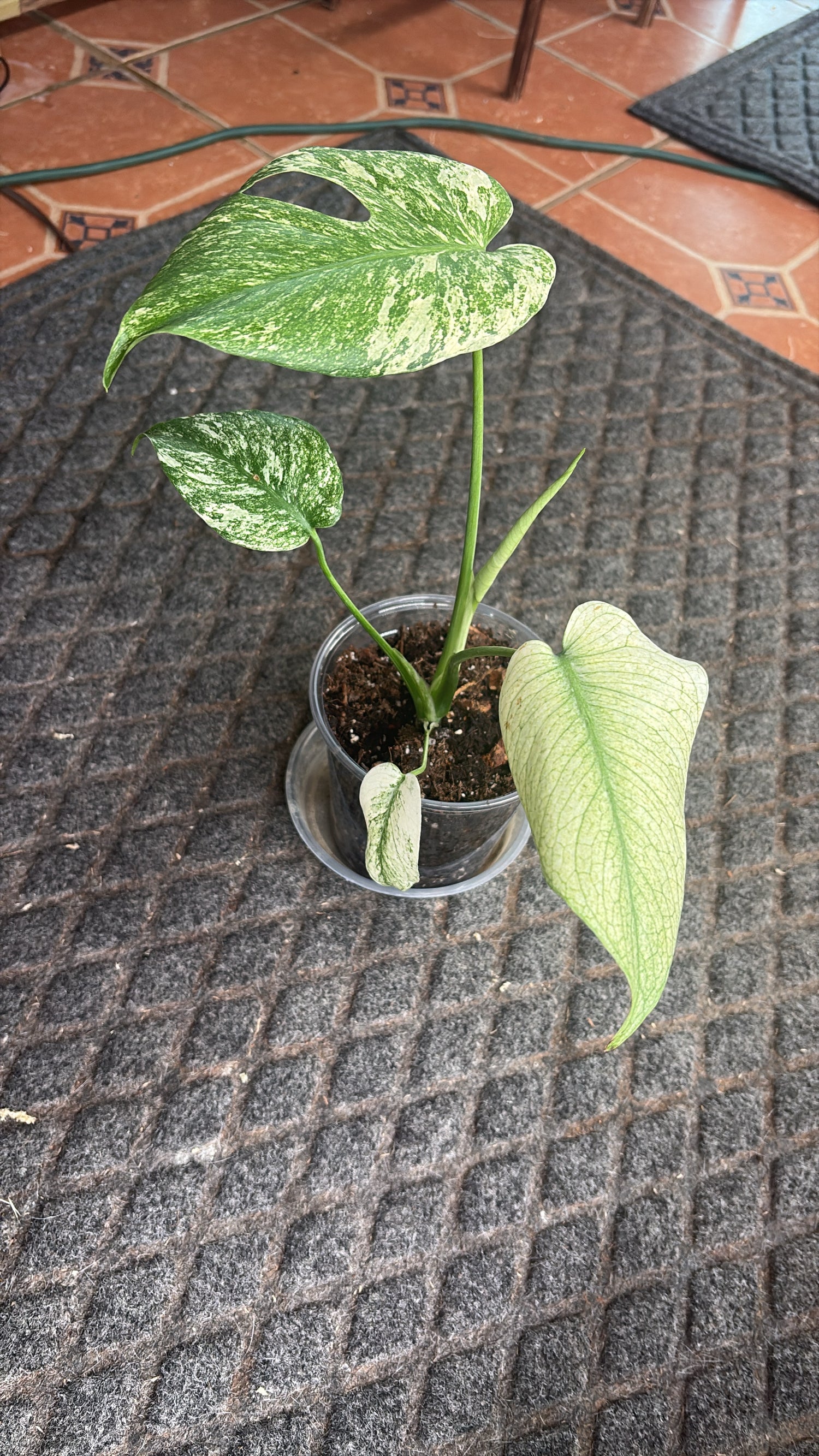Monstera