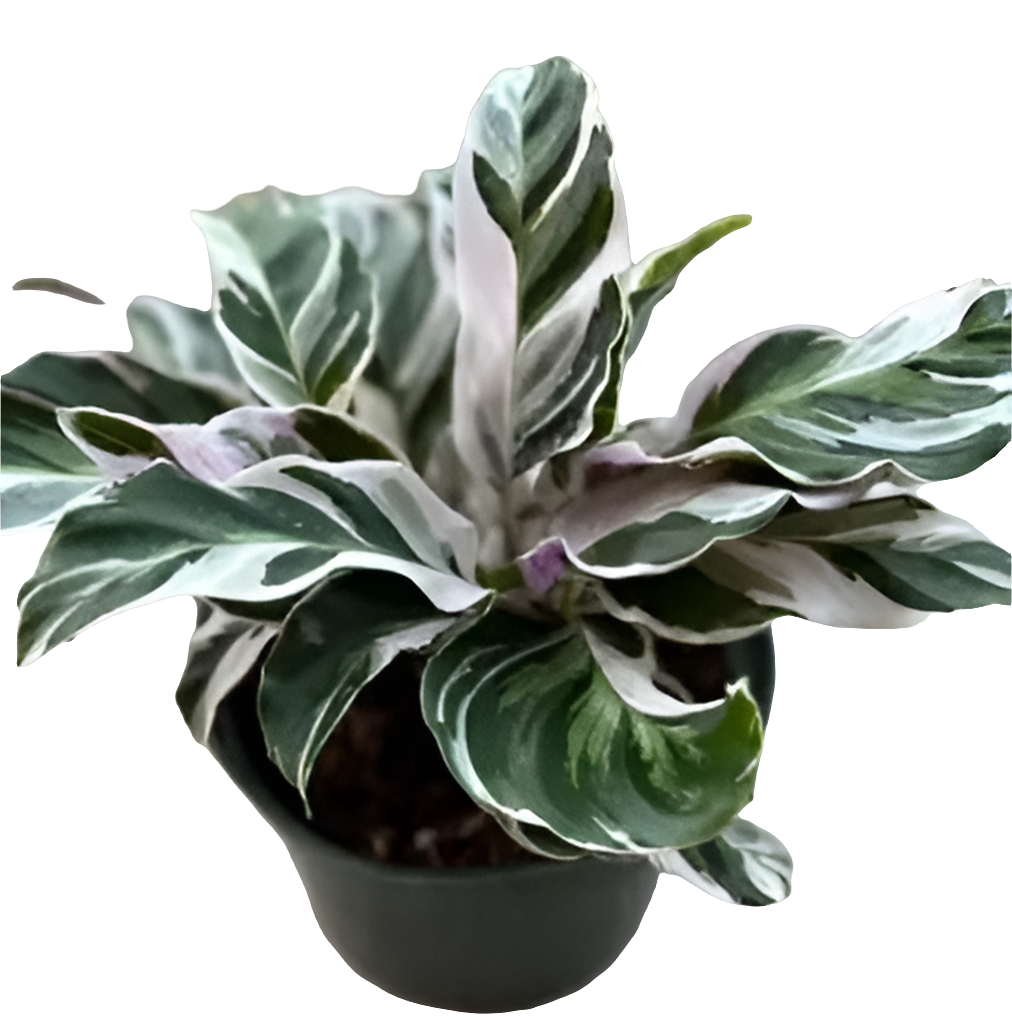 Pet-friendly Plants