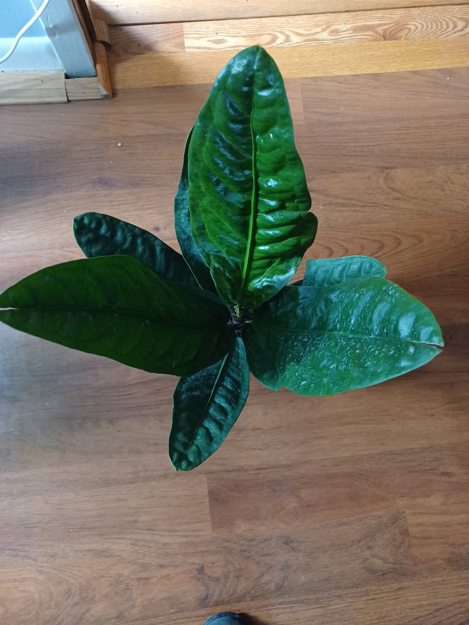 Anthurium