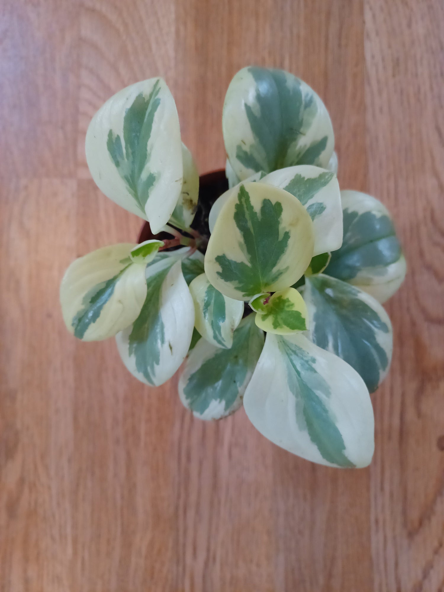 Peperomia