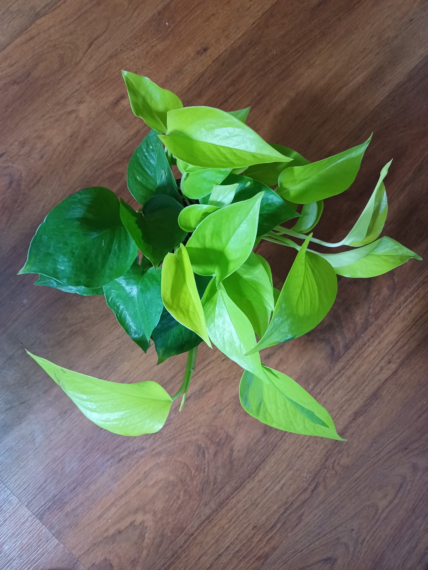 Pothos