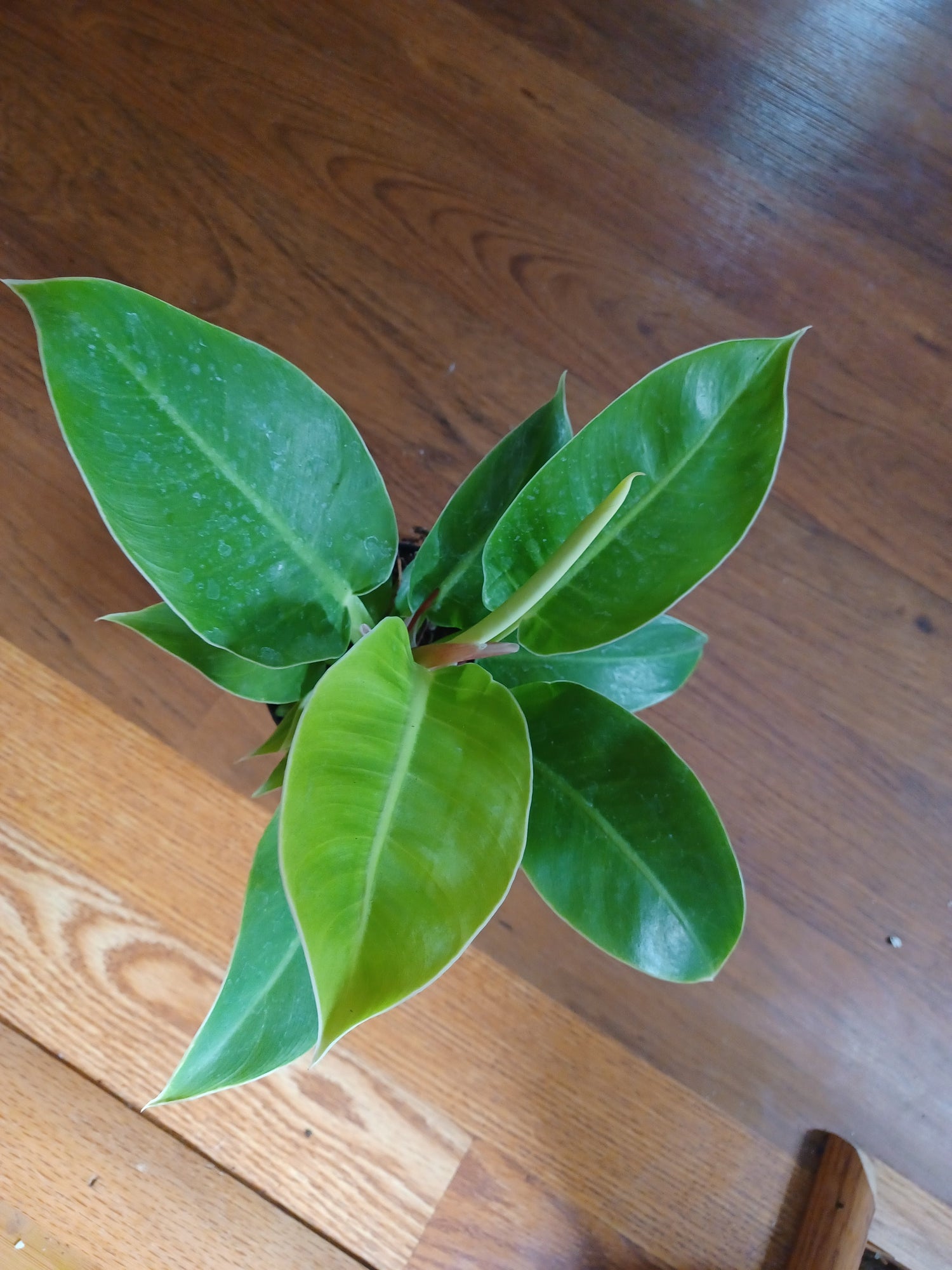 Philodendron