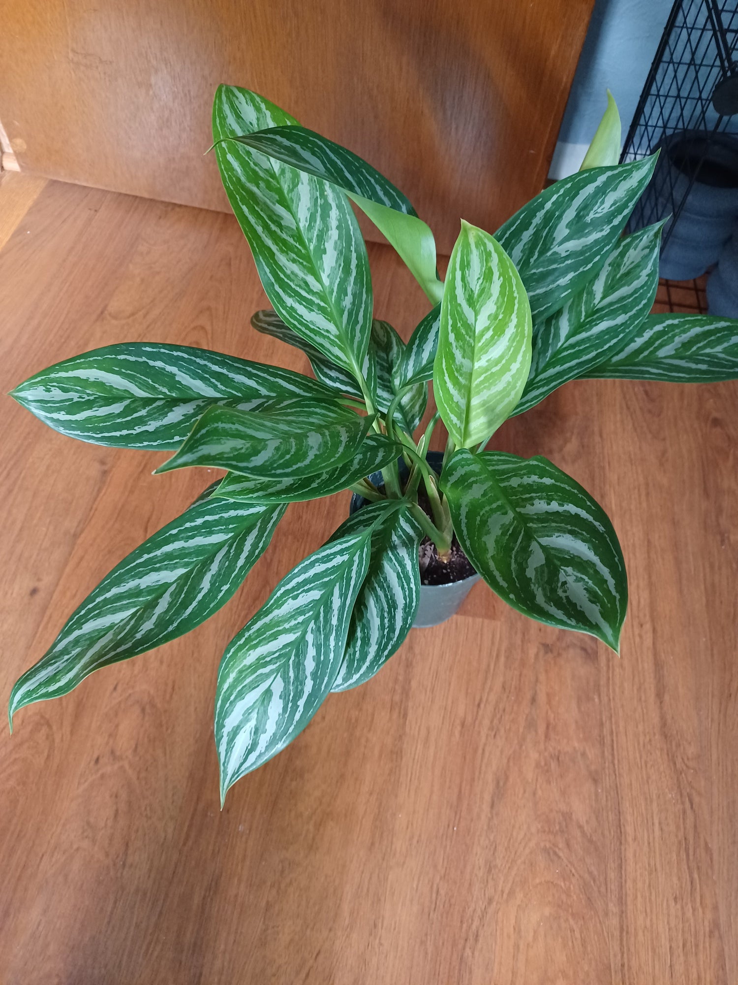 Low-light tolerant plants