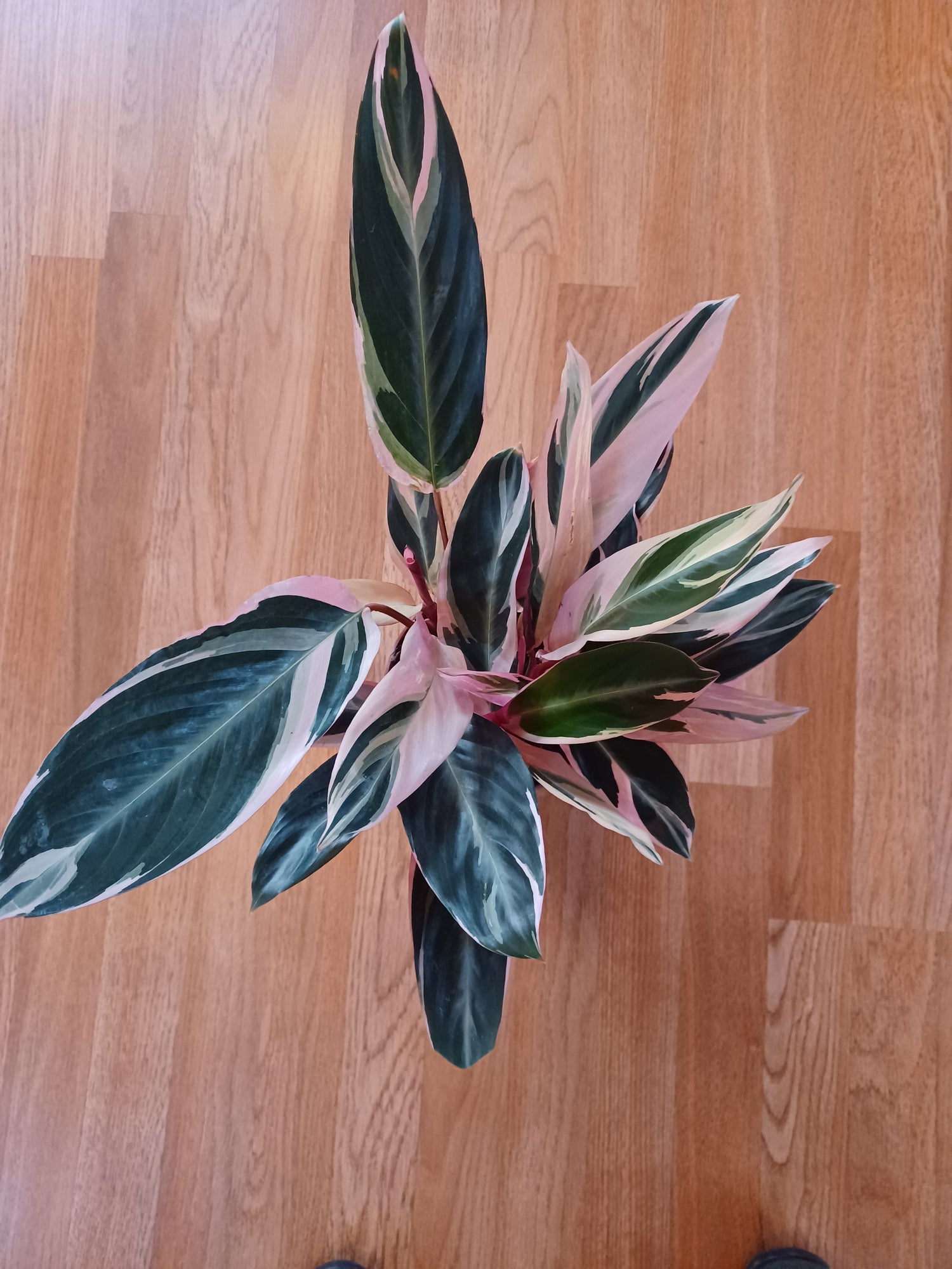 Prayer Plants (Maranta, Calathea, Stromanthe and Ctenanthe)
