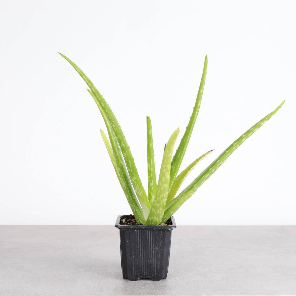 Aloe Vera Plant - Live Plant