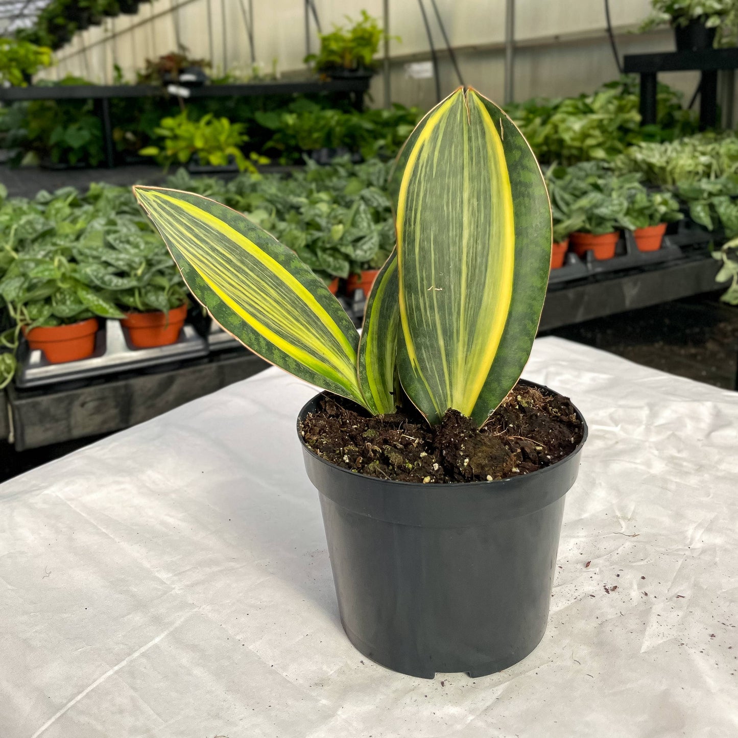 Variegated Whale Fin Snake Plant - Live Plant - Rare