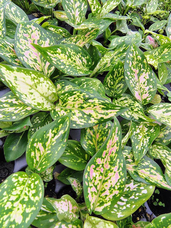 Aglaonema Red Anjamani starter