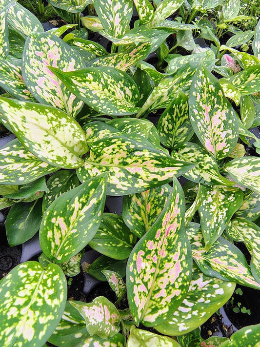 Aglaonema Red Anjamani starter