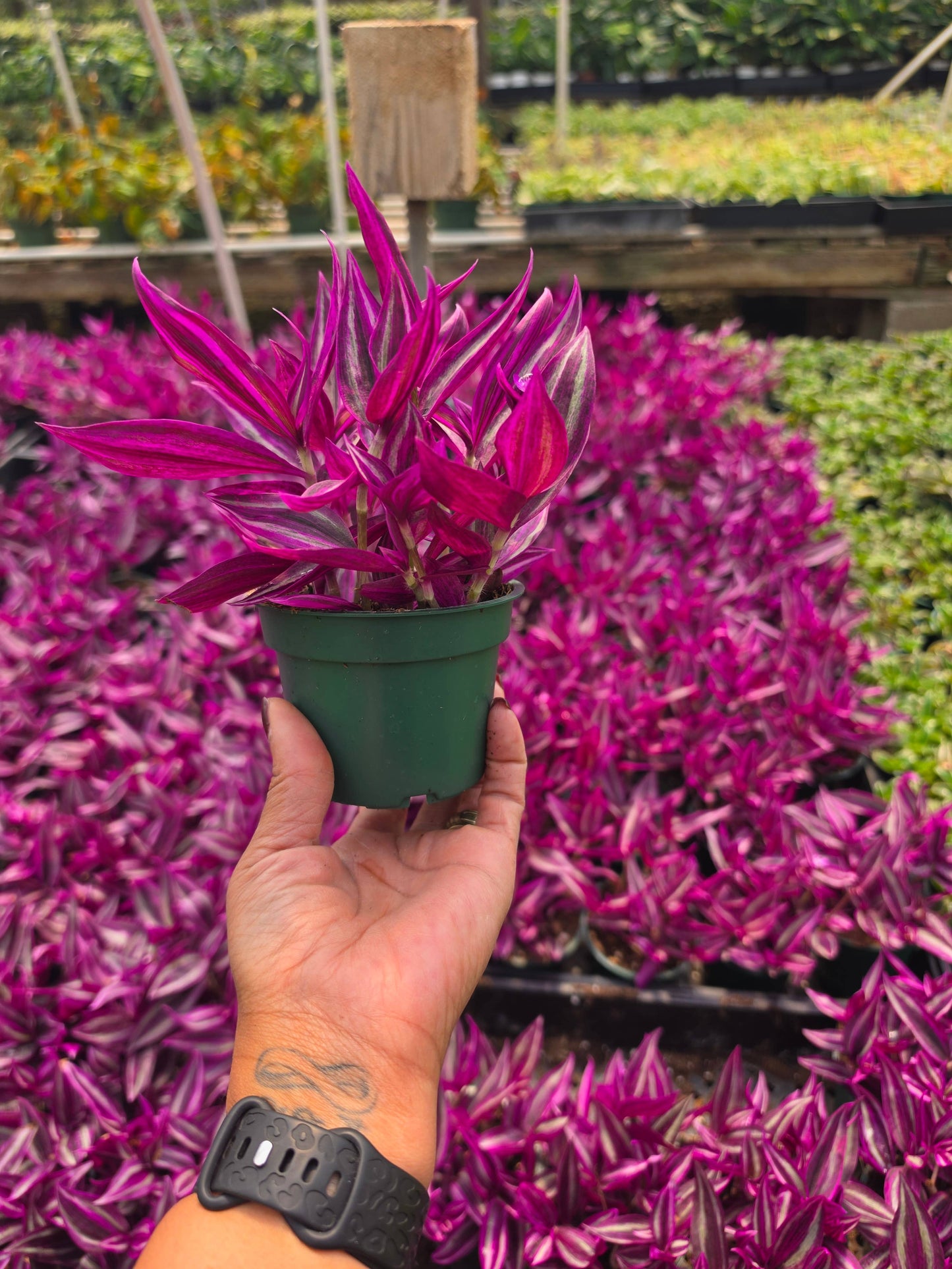 Tradescantia Zebrina 'Pink Passion'