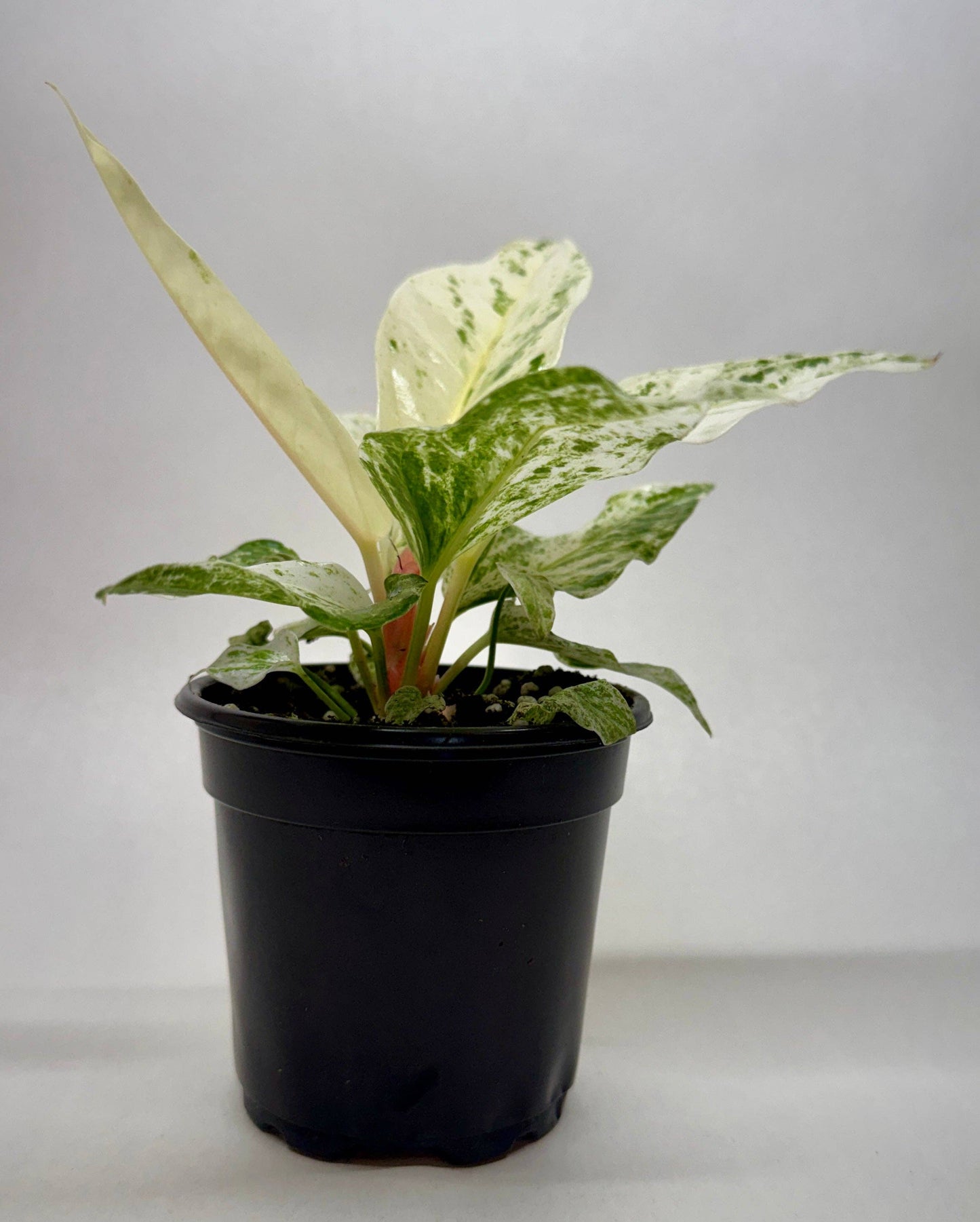 Anthurium 'Variegated Hookeri'