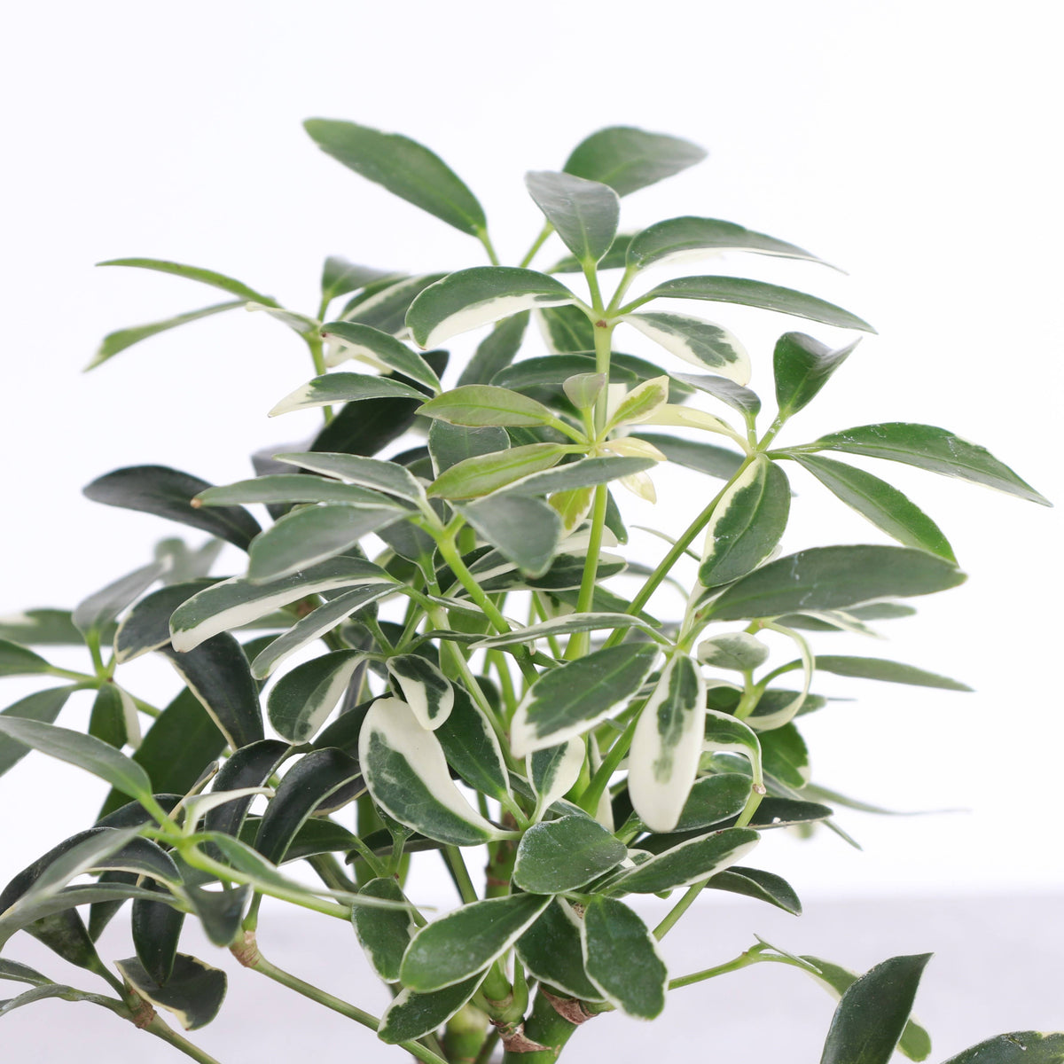 Variegated Schefflera Arboricola -  Live Plant