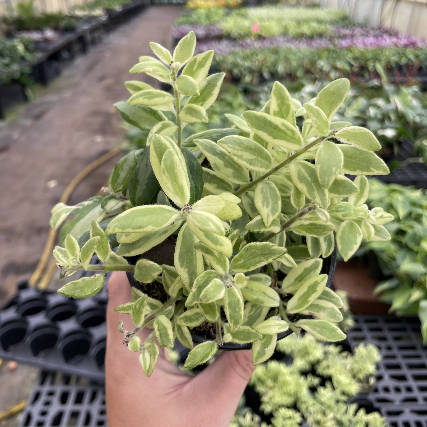 Lipstick 'Bolero Bicolor' Plant - 4" Live Plant