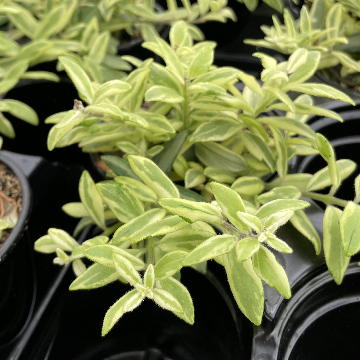 Lipstick 'Bolero Bicolor' Plant - 4" Live Plant