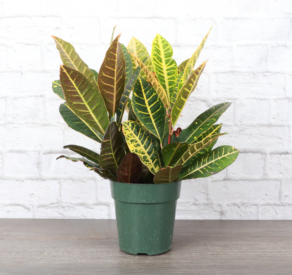 Petra Croton - Live Plant