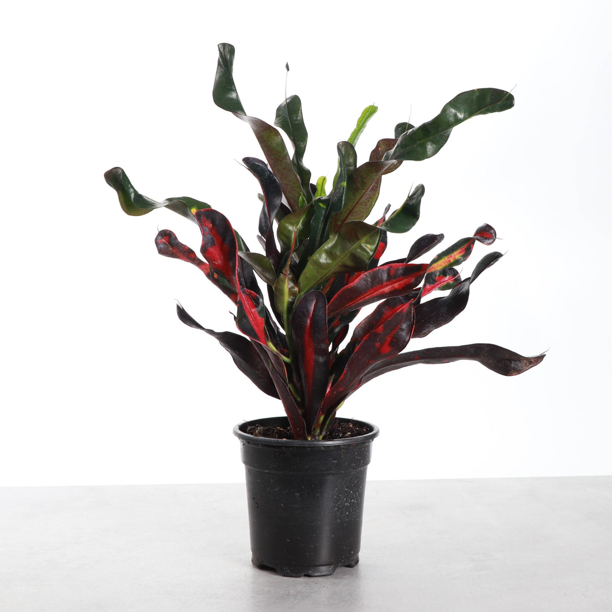 Mammy Croton - Live Plant